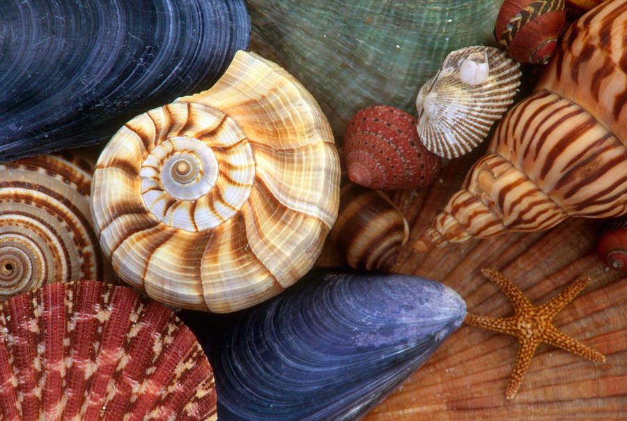 Assorted Seashells Photograph by Michael Lustbader