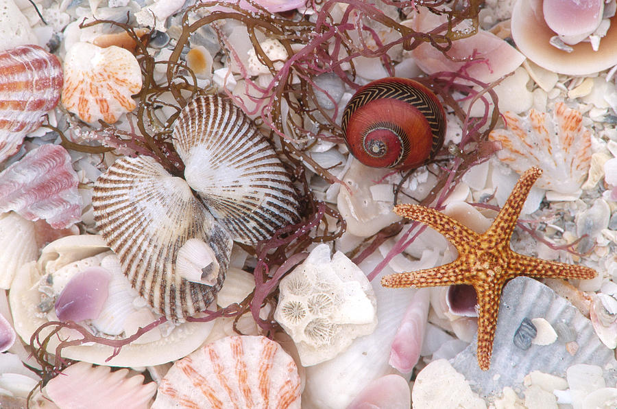 Assorted Shells With Starfish Photograph by Michael Lustbader