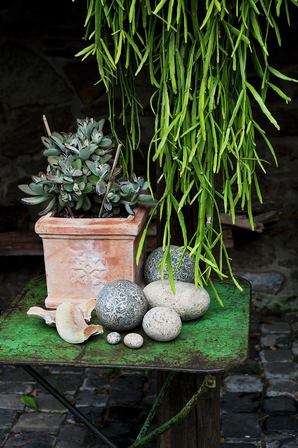 Assorted Stones And Jade Plant On An Old Metal Table Photograph by Sabine Lscher