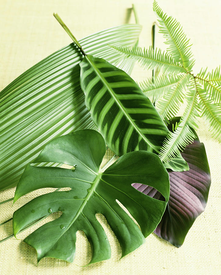 Assorted Tropical Leaves Photograph by Lisa Hubbard