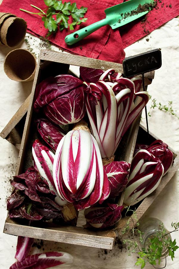 Assorted Types Of Radicchio In A Wooden Box Photograph by Sjoberg, Marie