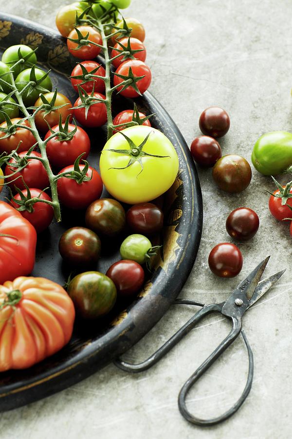 Assorted Types Of Tomatoes On A Tray, Scissors To One Side Photograph by Tine Guth Linse