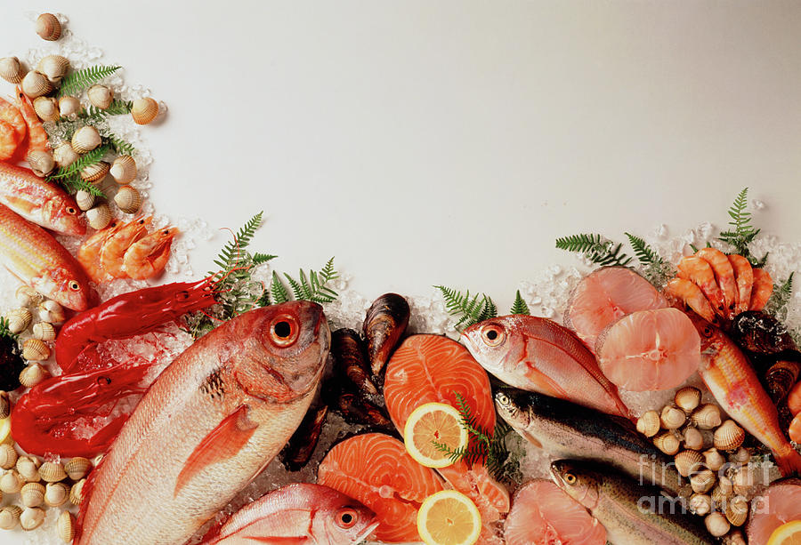 Assortment Of Edible Fresh Fish And Shellfish Photograph by Ricardo