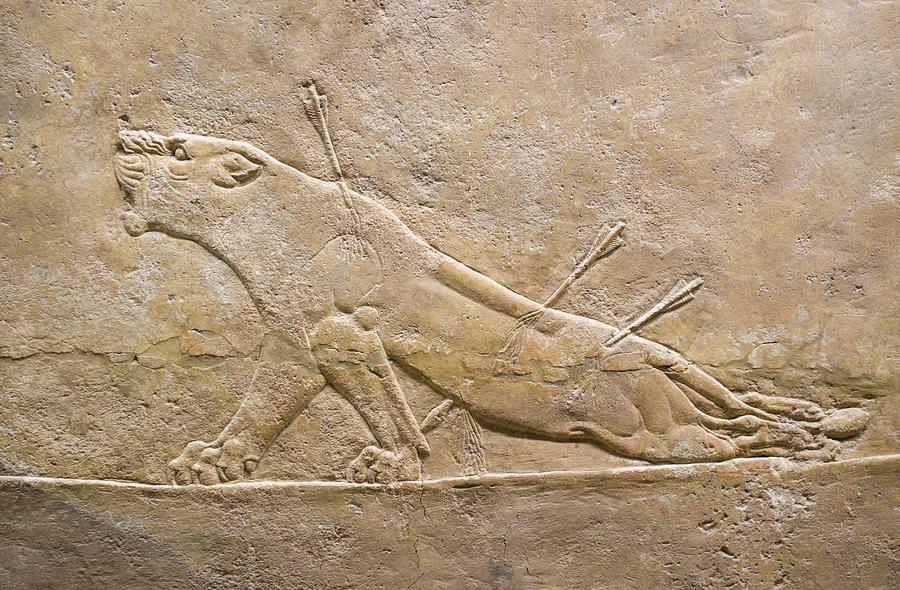 Assyrian lion hunt Photograph by David L Moore