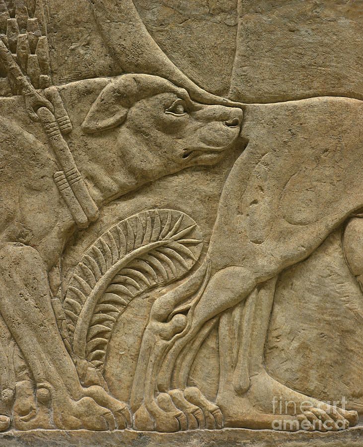 Assyrian Mastiff Hunting Dogs Photograph by David Parker/science Photo Library