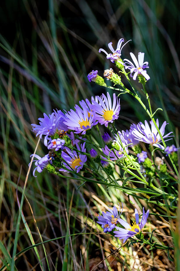 Aster 2 by Michael Chatt Aster 2 by Michael Chatt