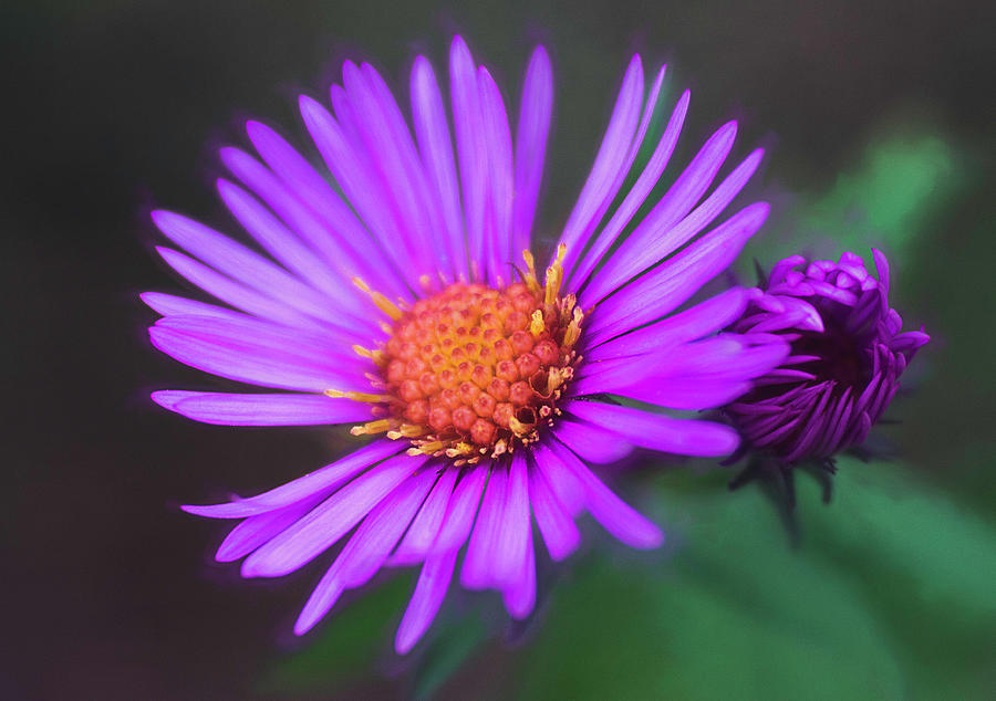 Aster Photograph by Cindi Ressler