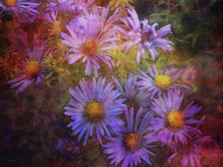 Aster Expression 5763 IDP_2 Photograph by Steven Ward