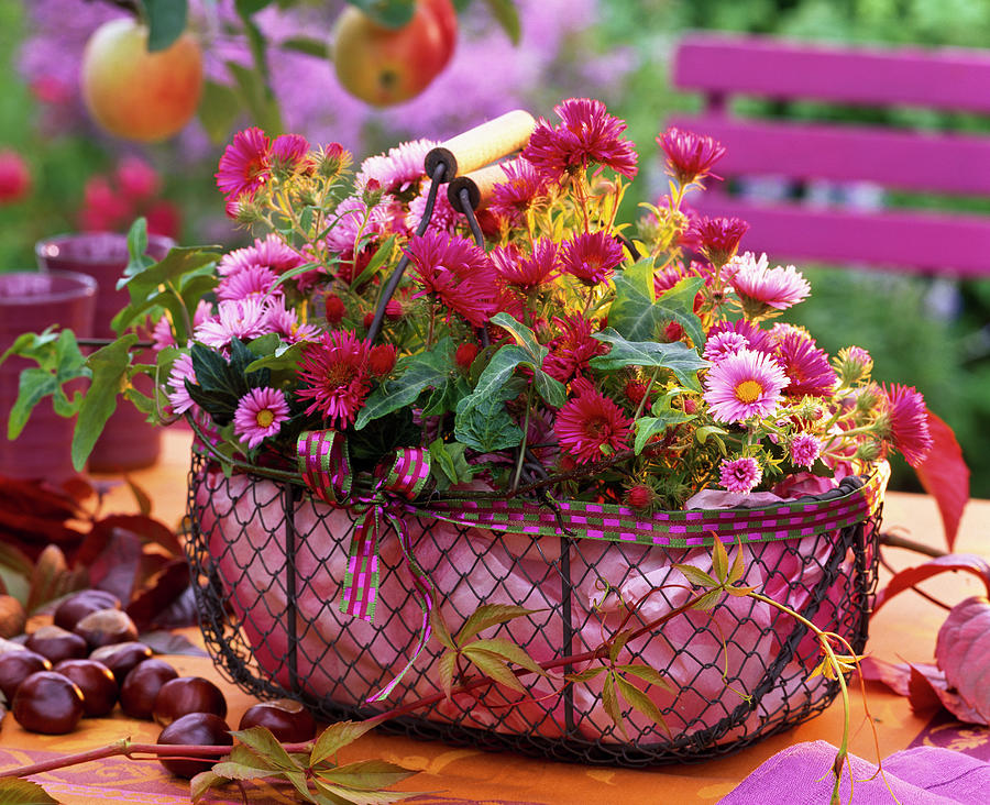 Aster In Metal Basket Lined With Paper, Aesculus Photograph by Friedrich Strauss