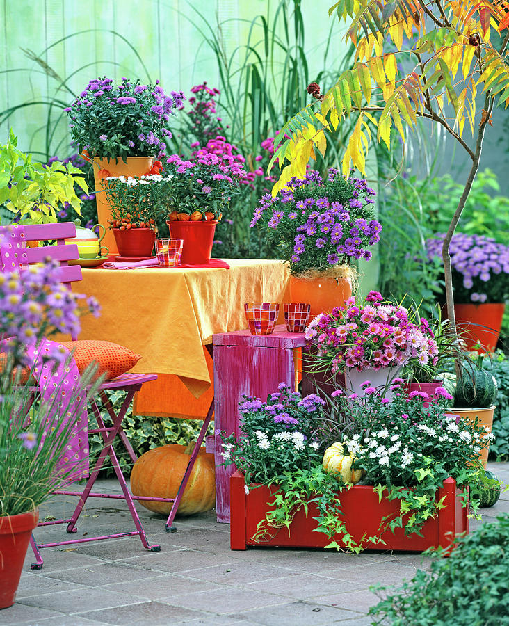 Aster Novi-belgii In Orange And Red Pots And Box Photograph by Friedrich Strauss