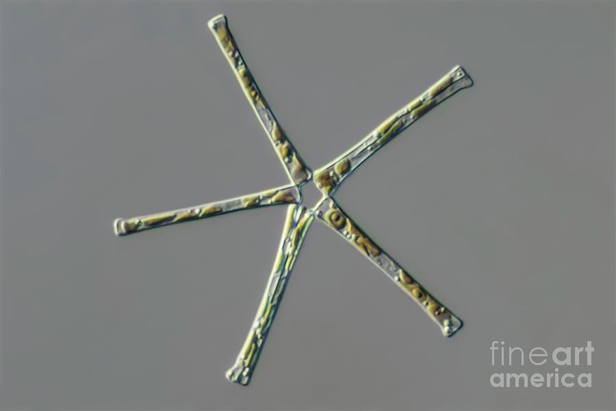 Asterionella Diatoms Photograph by Frank Fox/science Photo Library