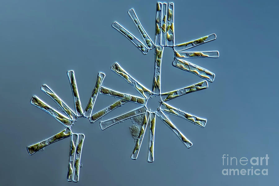 Asterionella Formosa Algae Photograph by Frank Fox/science Photo ...