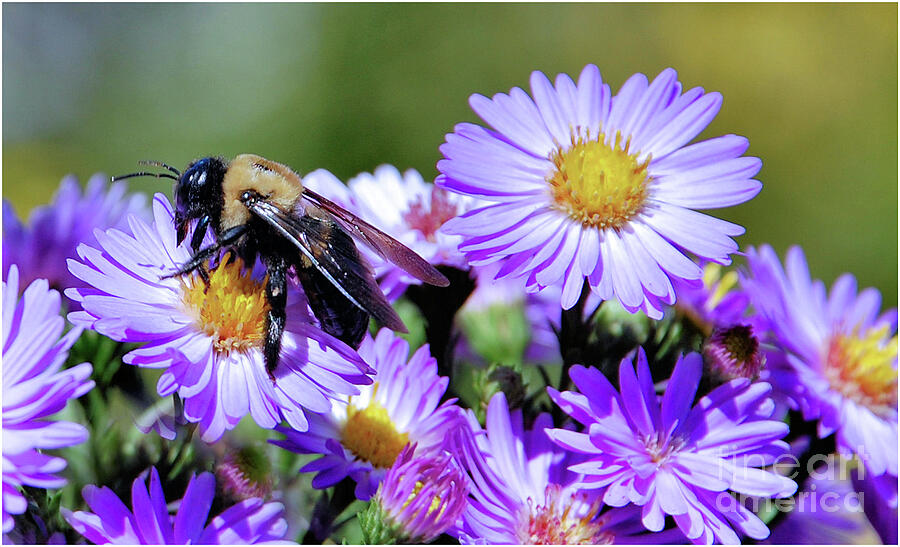 Asters and Bee by Elaine Manley Asters and Bee by Elaine Manley