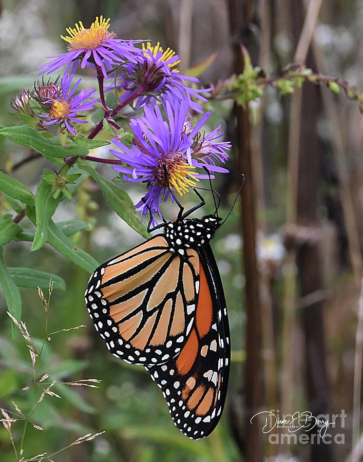 Asters and Monarchs Photograph by Diane E Berry