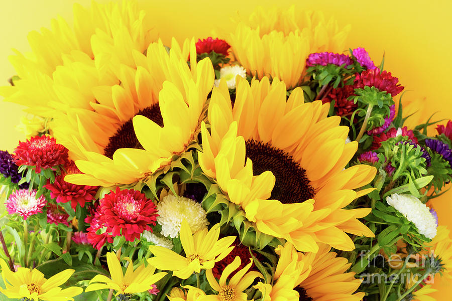 Asters And Sunflowers Photograph