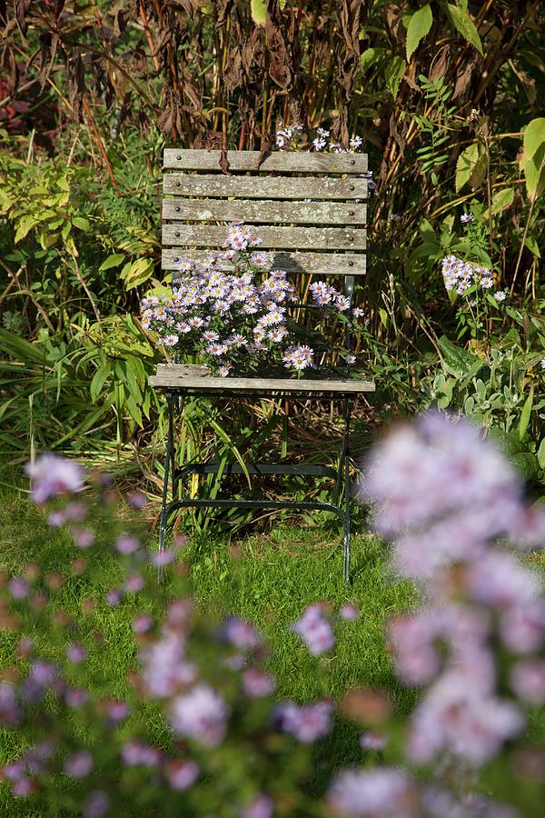 Asters On Weathered Chair In Autumnal Garden Photograph by Sibylle Pietrek
