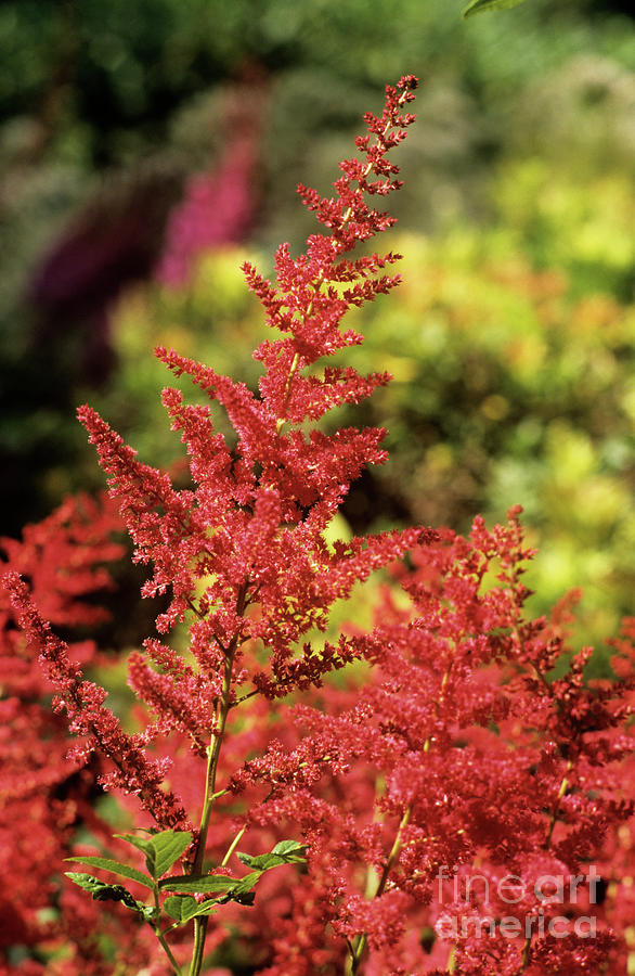 Astilbe Arendsii Group By Astrid Hanns Frieder Michler Science Photo Library