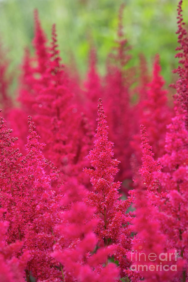 Astilbe Fanal Flowers Photograph by Tim Gainey