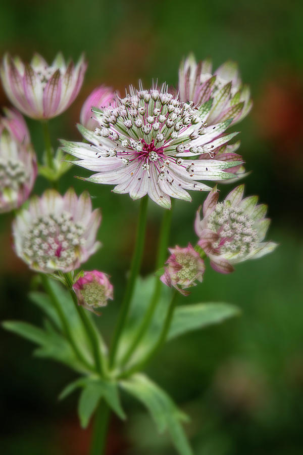 Astrantia Blooms by TL Wilson Photography Photograph by Teresa Wilson