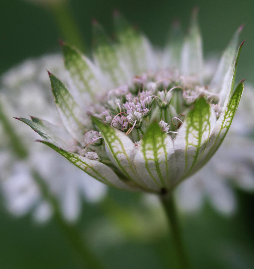 Astrantia Photograph by Diane Fifield