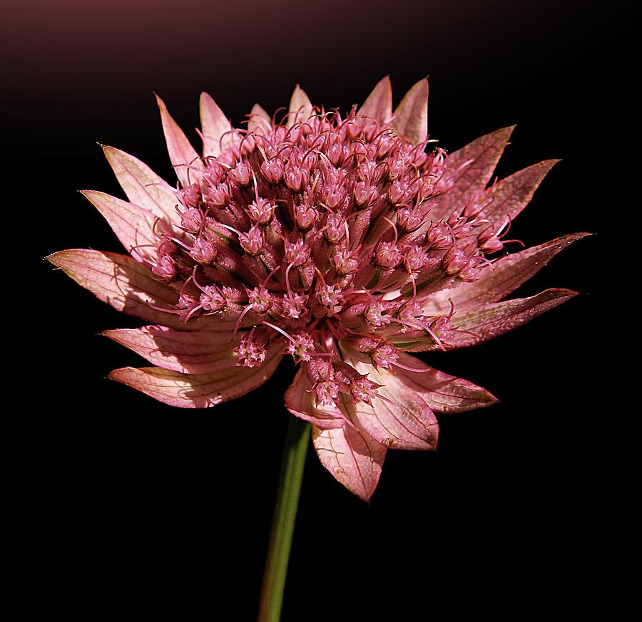 Astrantia Flower Photograph by Gitpix