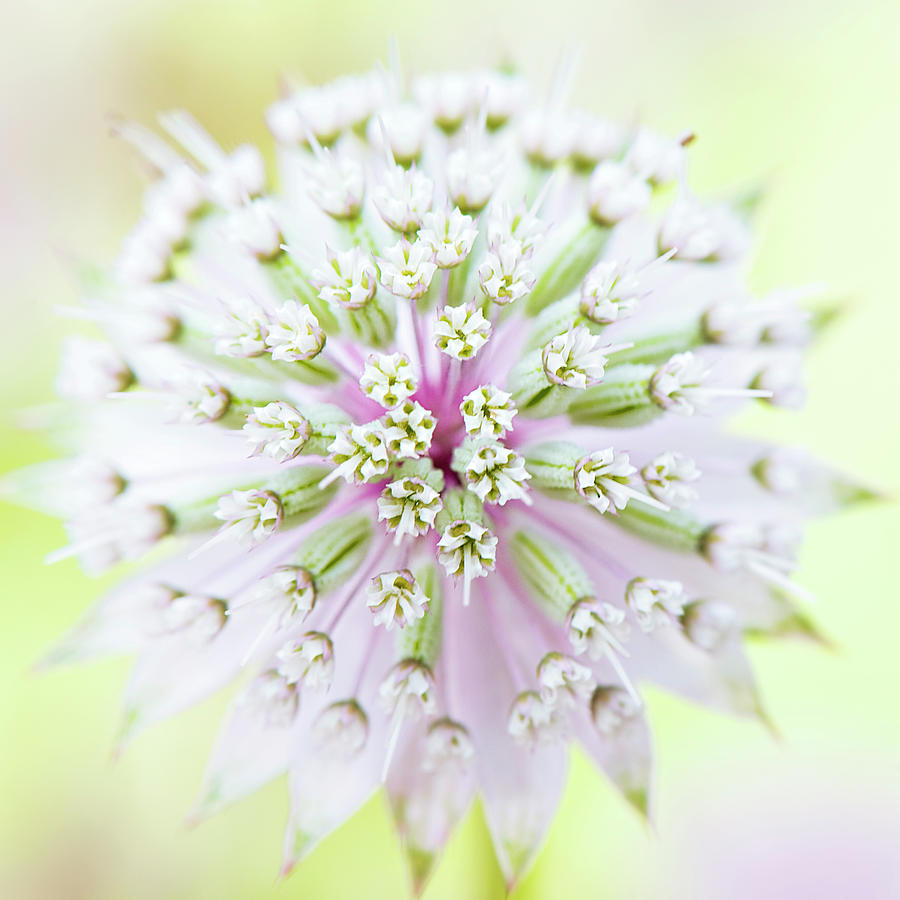 Astrantia Flower Photograph by Jacky Parker Photography