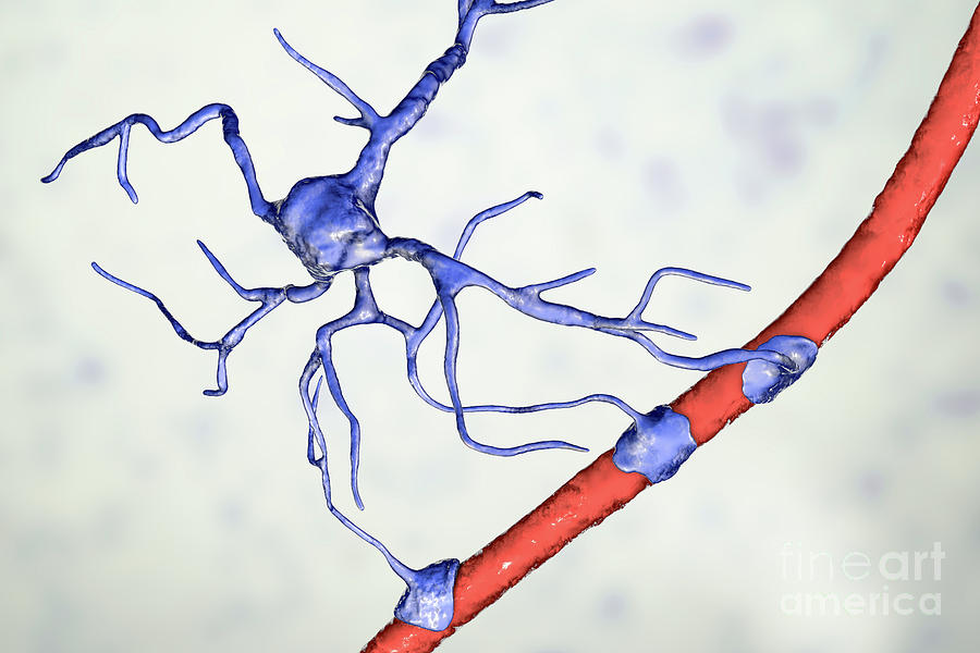Astrocyte And Blood Vessel Photograph by Kateryna Kon/science Photo Library