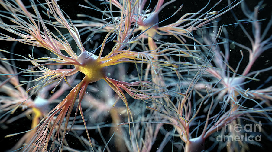 Astrocyte Cells Photograph by Thom Leach / Science Photo Library