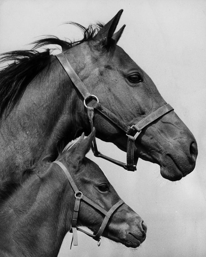 Asturia And Filly Photograph by Ian Tyas