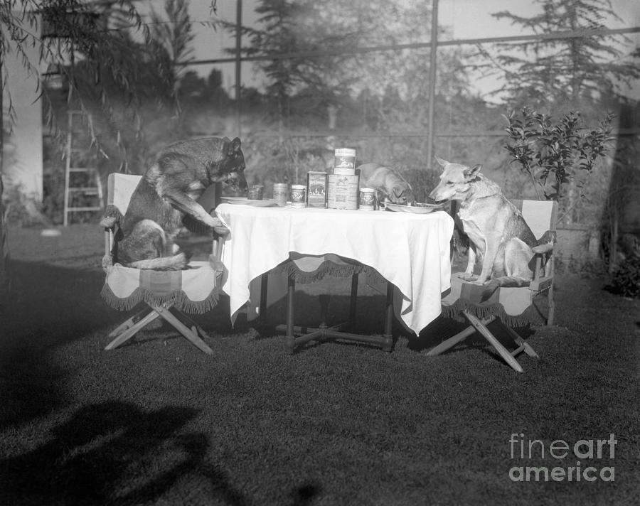 At Home With A Famous Canine Movie Star Photograph by Bettmann