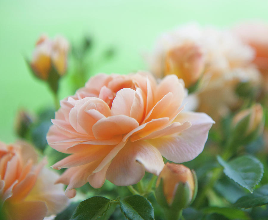 AT Lasta Peach Rose Photograph by Shirley Heier
