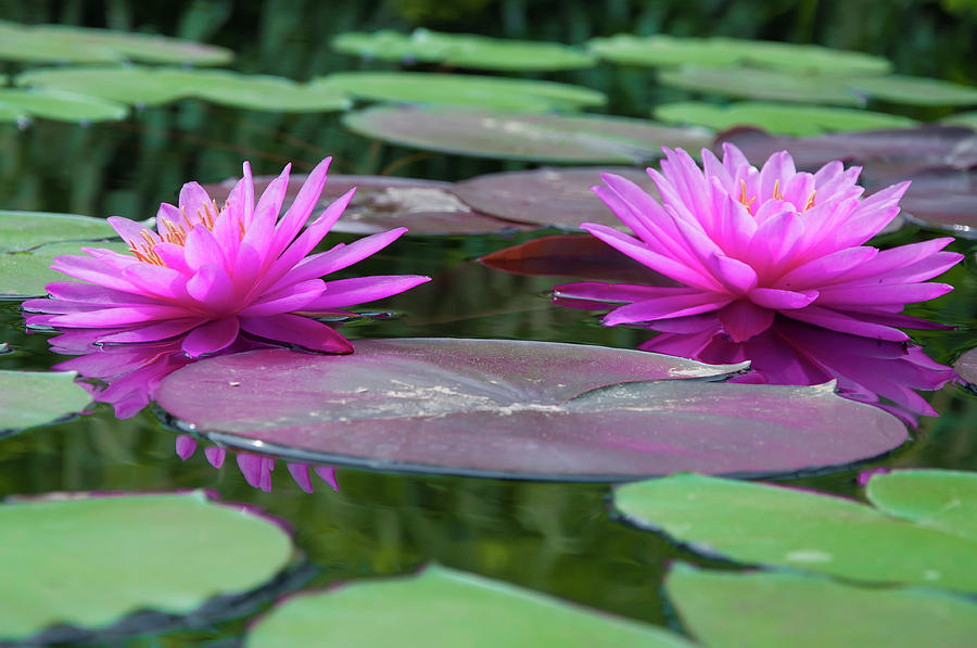 At Longwood Gardens - Water Lillies  Photograph by Bill Cannon