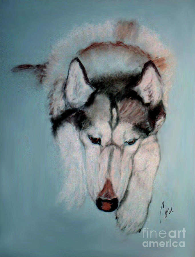 Husky Drawing - At Rest by Cori Solomon