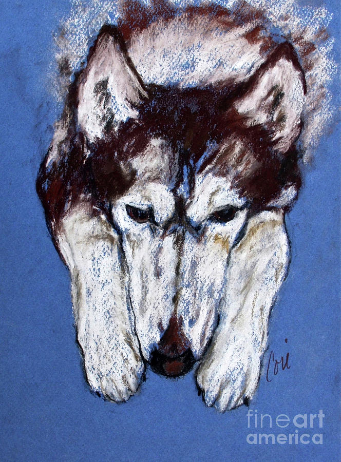 Husky Drawing - At Rest II by Cori Solomon