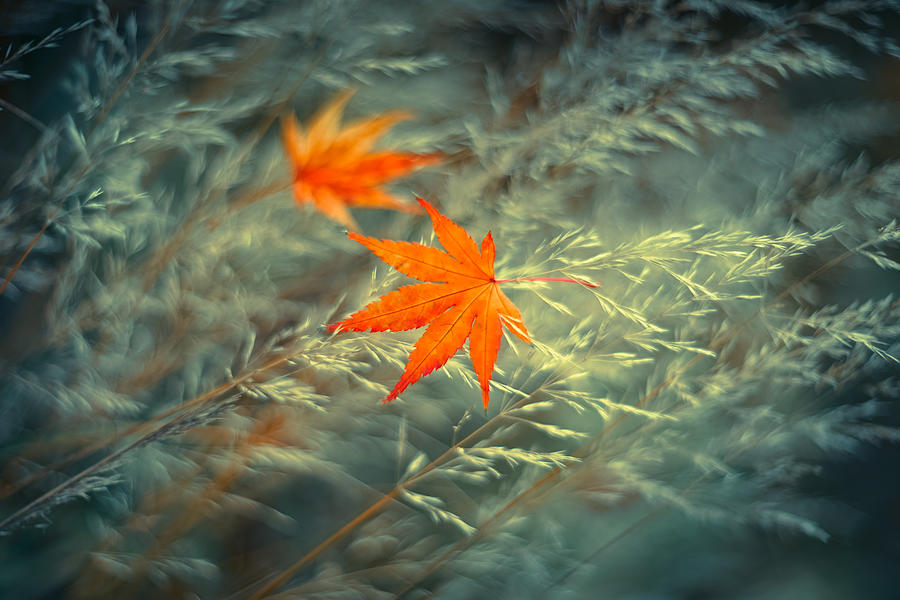 Fall Photograph - At The End Of Autumn by Shihya Kowatari