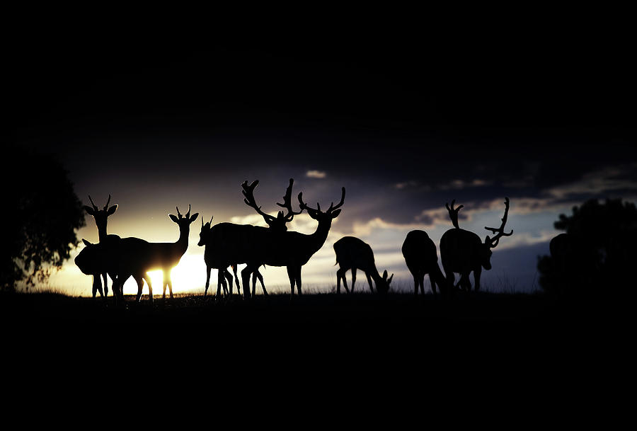 Deer Photograph - At The End Of The Day by Sandra timac