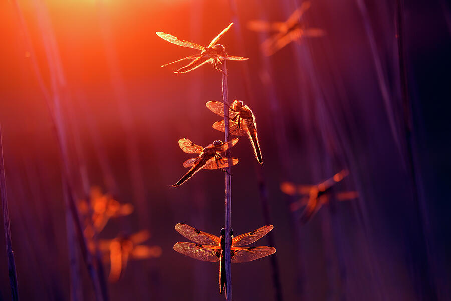 Sunset Photograph - At the Fairy Fair - Dragonflies at sunset  by Roeselien Raimond