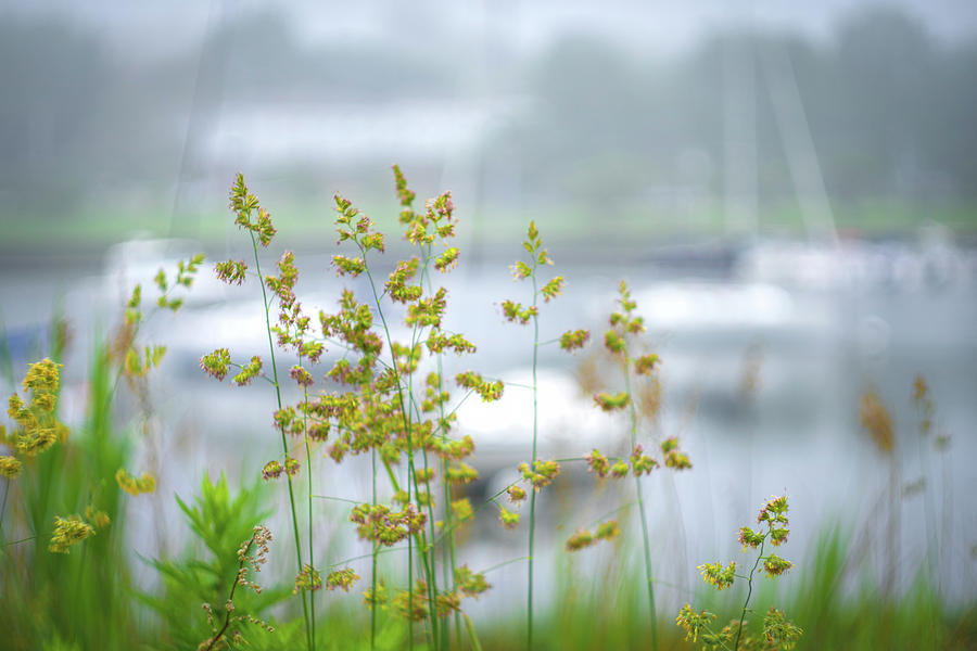 Flower Photograph - At the Harbor by June Marie Sobrito