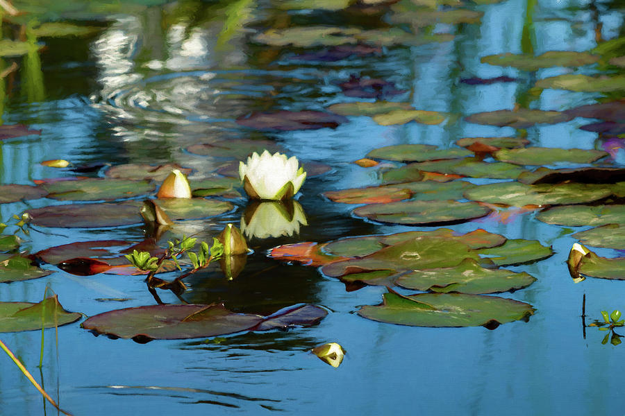 At The Lily Pond by Bonnie Follett At The Lily Pond by Bonnie Follett