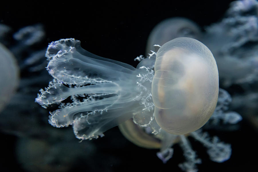 At The Monterey Bay Aquarium Jellyfish Photograph by John Krzesinski (images By John k)