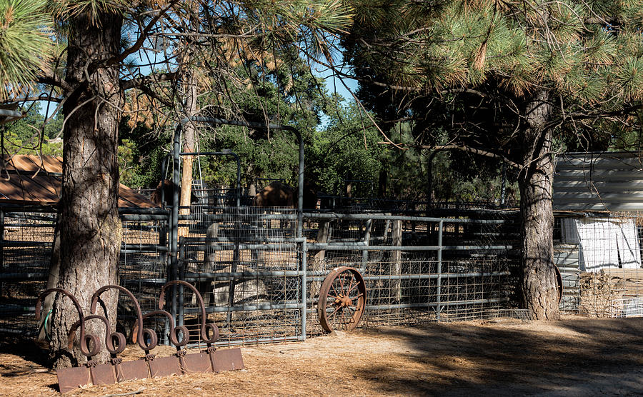 At The Ranch Photograph by Debra Kewley