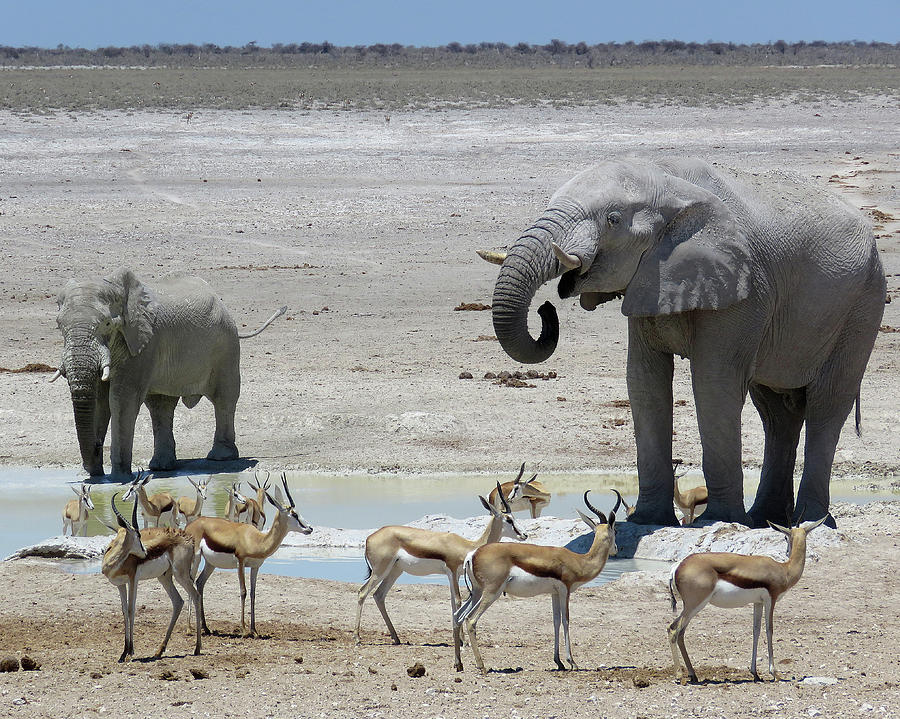 At the water Hole ... Photograph by Eric Pengelly