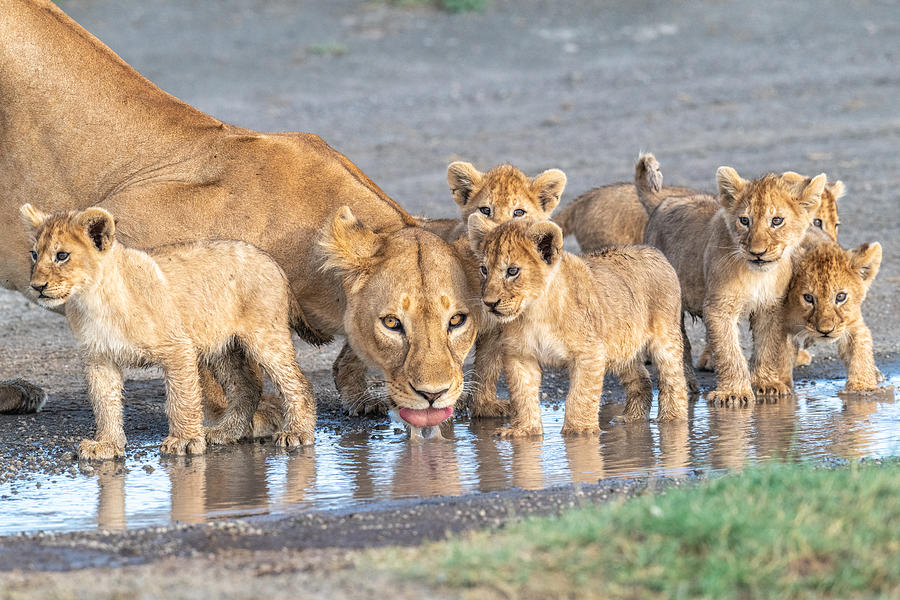 Wildlife Photograph - At The Watering Hole. by Jeffrey C. Sink