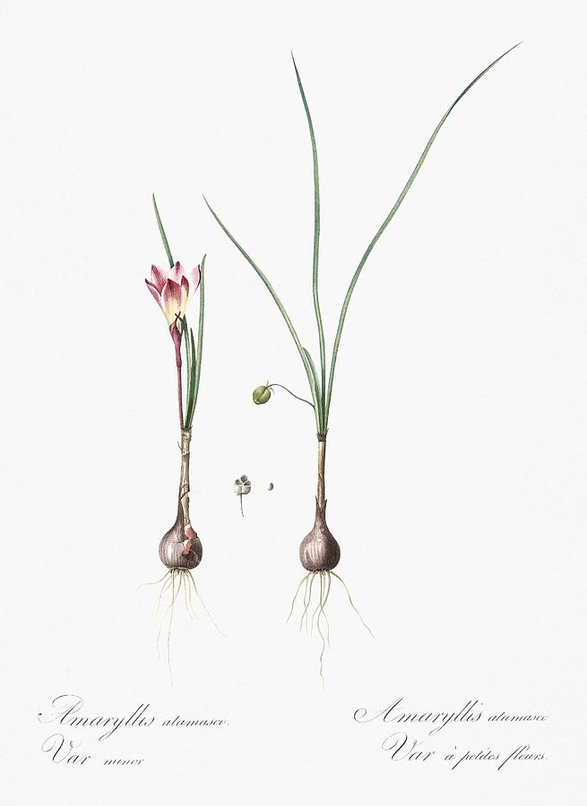 Atamasco Lily Illustration From Les Liliacees  1805 By Pierre Joseph Redoute  1759-1840 Painting