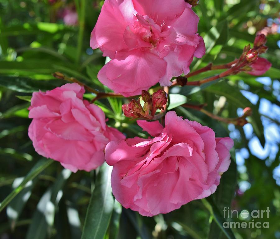 Athens Unsung Oleanders Photograph by Janet Marie