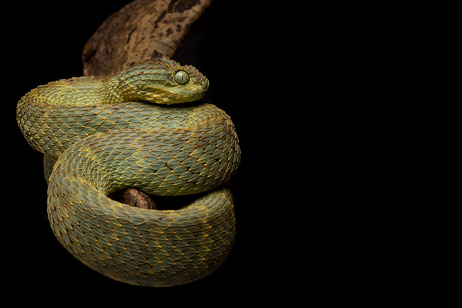 African Bush Viper, Atheris squamigera available as Framed Prints