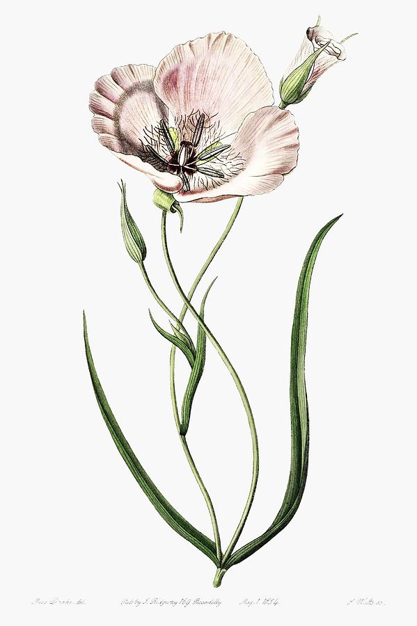 Flowers Still Life Painting - atiny calochortus from Edwards s Botanical Register  1829 1847  by Sydenham Edwards, John Lindley, a by Celestial Images