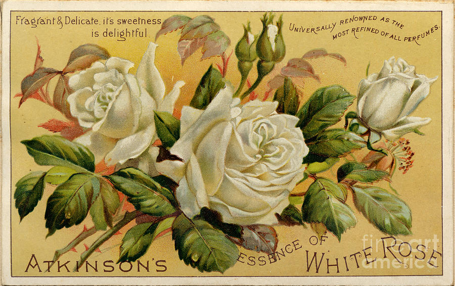 Atkinsons Essence Of White Rose, 19th Drawing by Heritage Images