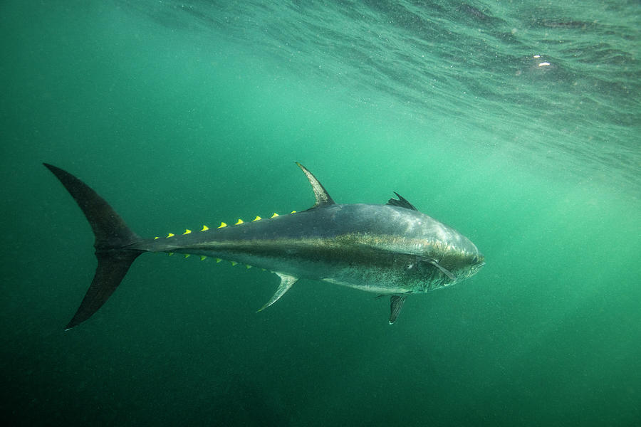 Atlantic Bluefin Tuna Off Antigonish, Nova Scotia, Canada Photograph by