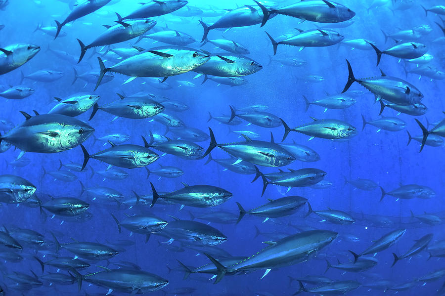 Atlantic Bluefin Tuna Within Tuna Farm, Saint Paul's Bay, Malta ...